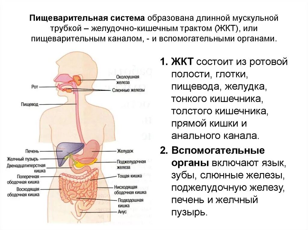 Система пищеварительных органов состоит из. Пищеварительная система состоит из пищеварительной трубки. Анатомия и физиология пищеварительного тракта. Структура и функции пищеварительного тракта. Физиологические функции пищеварительной системы.