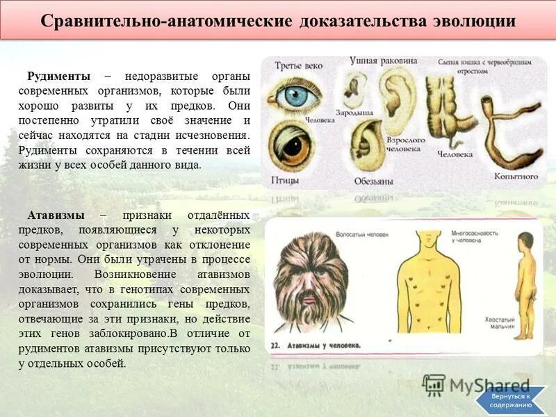 Рудименты доказательства эволюции примеры