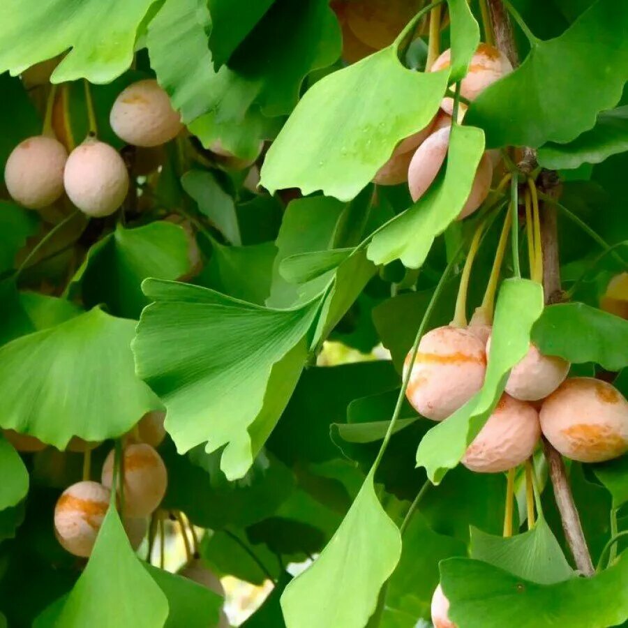 Гинкго двулопастный (Ginkgo Biloba). Гинкго двудопастной дерево. Гинкго билоба дерево. Растение гинкго двулопастный.