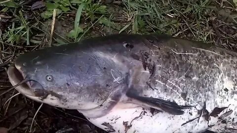 Год сома видео