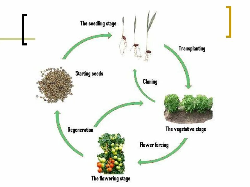 Plant Life Cycle. Plant Seeds Cycle. Жизненный цикл растения 1 класс окружающий мир. Tree Life Cycle. Plant cycle