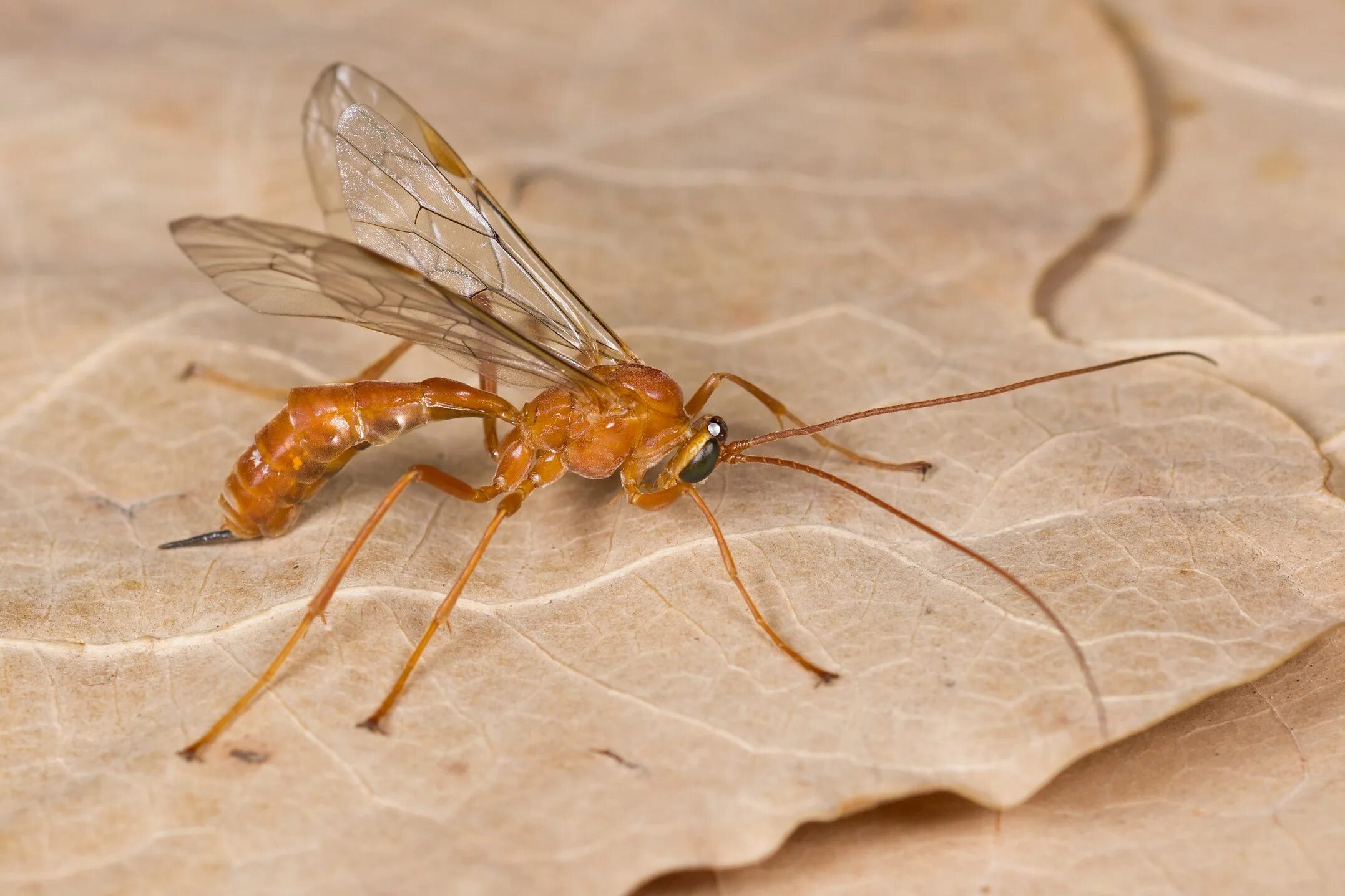 Netelia наездник. Ophioninae Netelia. Наездник ихневмонид Нетелия.. Netelia ephippiata.