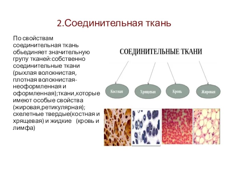 Схема строения соединительной ткани. Характерные особенности соединительной ткани. Описание соединительной ткани животных. Свойства соединительной ткани.