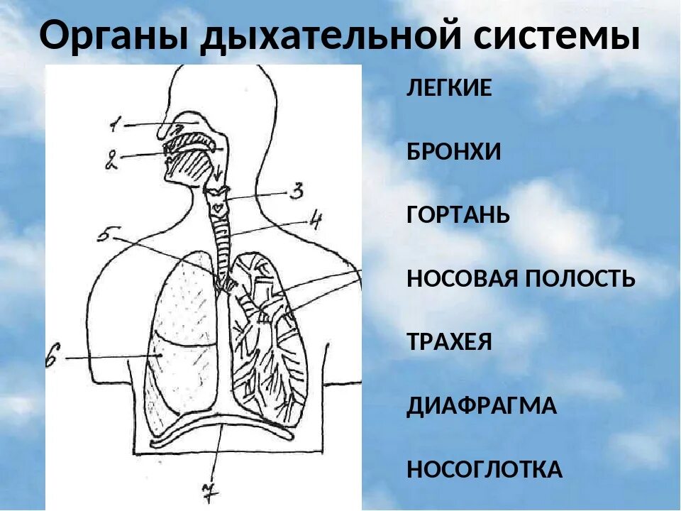 Дыхательная система органов структура. Дыхательная система человека схема 3 класс. Гортань трахея бронхи строение. Дыхательная система человека схема 8 класс.