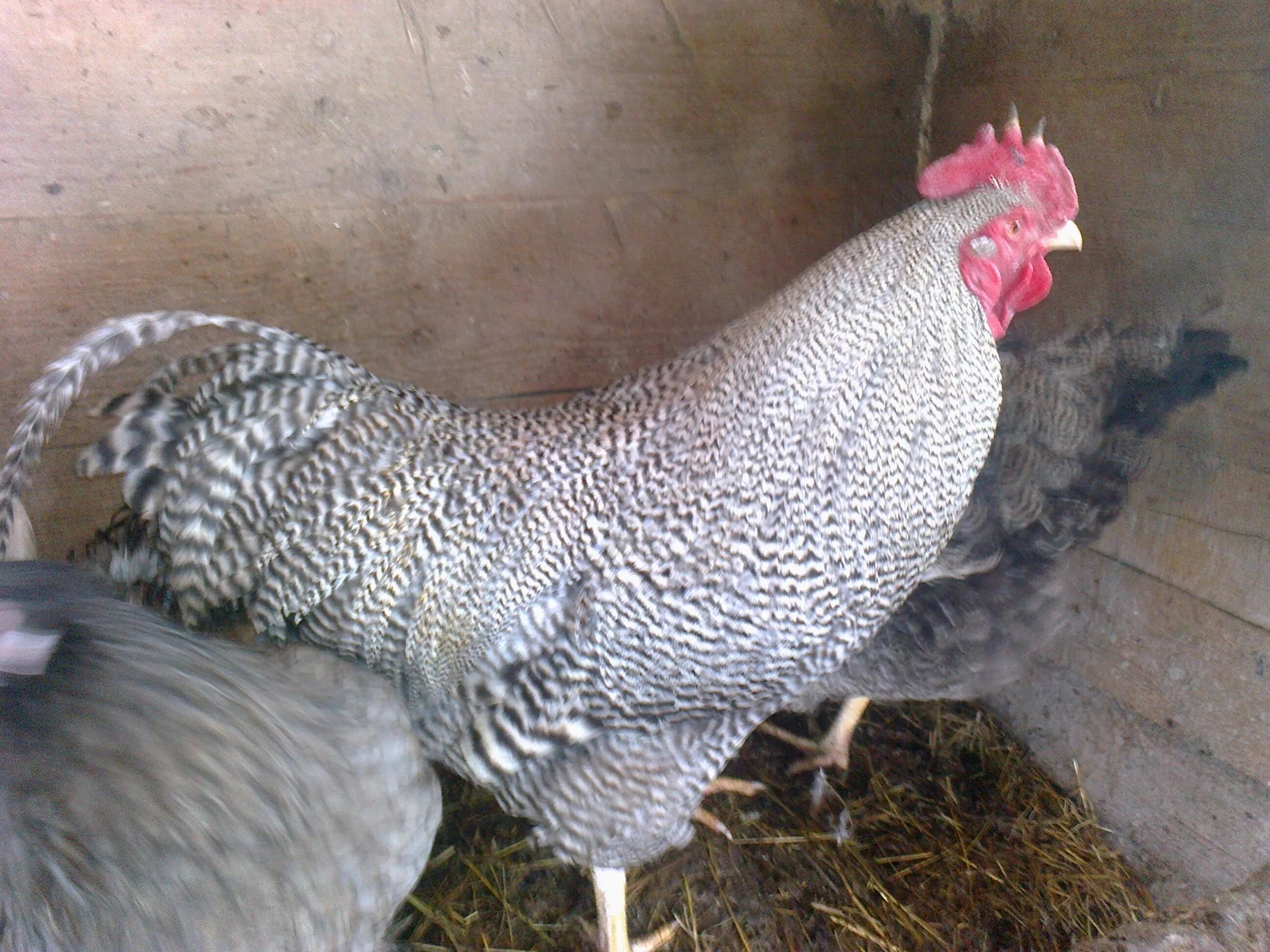 Плимутрок куры. Голубой плимутрок порода кур. Плимутрок палевый. Куры породы плимутрок описание фото отзывы. Куры породы плимутрок.