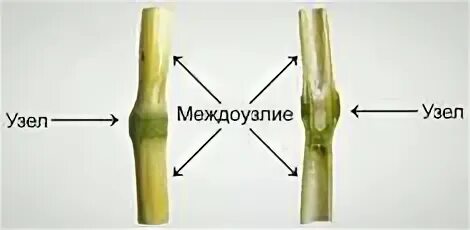 Соломина биология