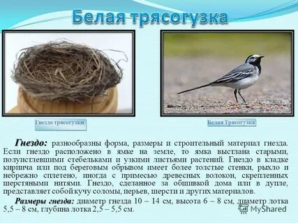 Изучение гнездового поведения белой трясогузки метод