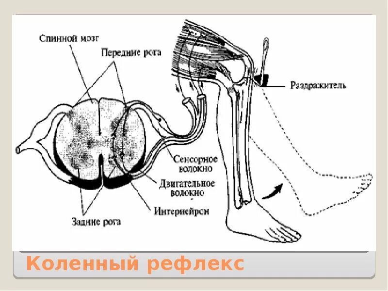 Какой рефлекс спинного мозга. Спинной мозг и схема коленного рефлекса. Части рефлекторной дуги спинного мозга. Рефлекторная дуга спинного мозга. Рефлекторная дуга передний канатик спинного мозга.