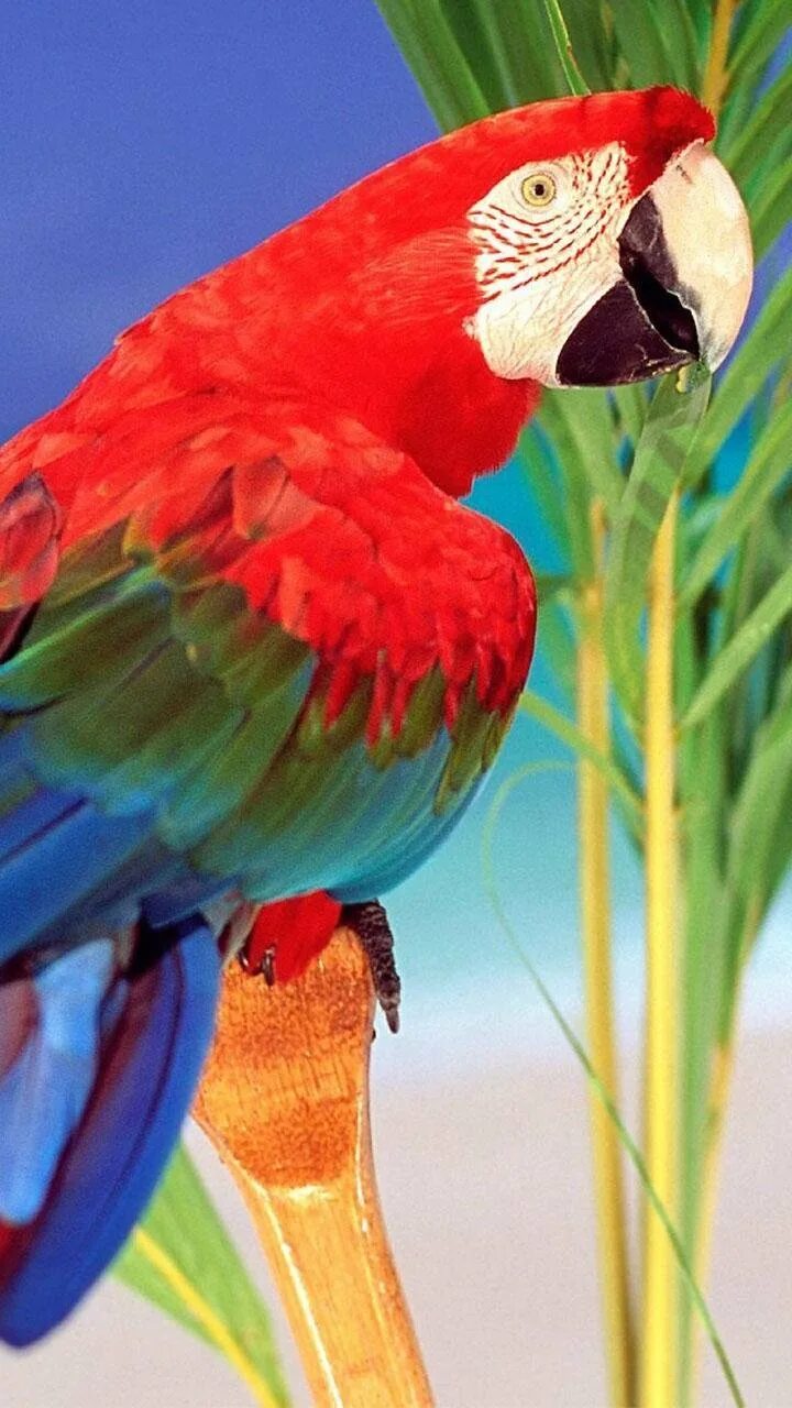 Мелодия попугая. Бразильские попугаи ара. Яркий попугай. Красочный попугай. Многоцветный попугай.