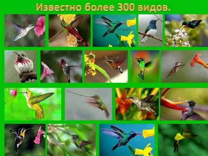 Презентация мир птиц