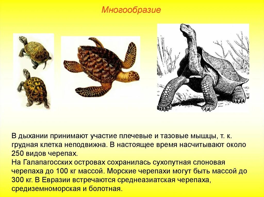 Идиоадаптация пресмыкающихся. Идиоадаптация Среднеазиатская черепаха. Идиоадаптации у черепах. Черепаха Хордовые. Идиоадаптации рептилий.