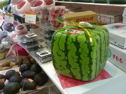 Доставить арбузы. Квадратный арбуз азбука вкуса. квадратный желтый арбуз. японские квадратные арбузы. квадратные арбузы в японии.
