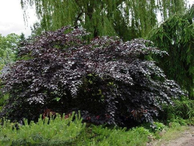 Fagus sylvatica (Atropunicea Group) 'Spaethiana' - Spaeth purple European beech 