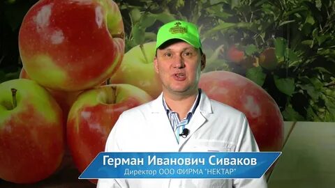 Завод нектар