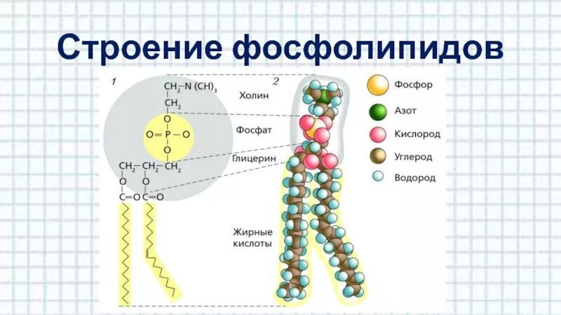 Фосфолипиды и витамины группы в. Фосфолипиды и витамины группы в