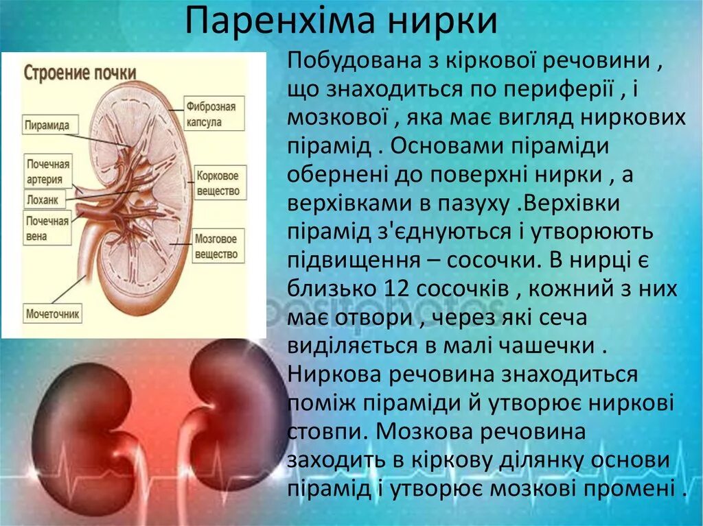 Фиброзная капсула почки. Фиброзная капсула почки функция. Почки и почечная лоханк. Функция почечной артерии