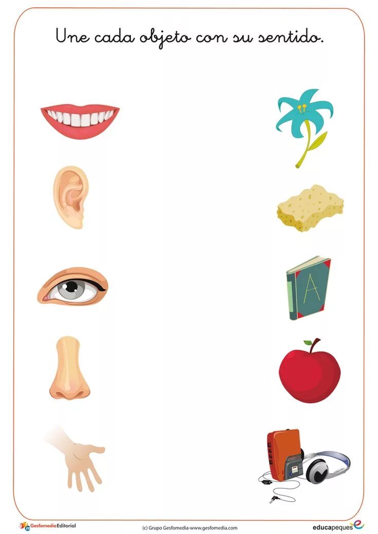 5 senses for kids. 5 senses for kids. Картинки 5 senses. 5 senses flashcards. Sense organs.