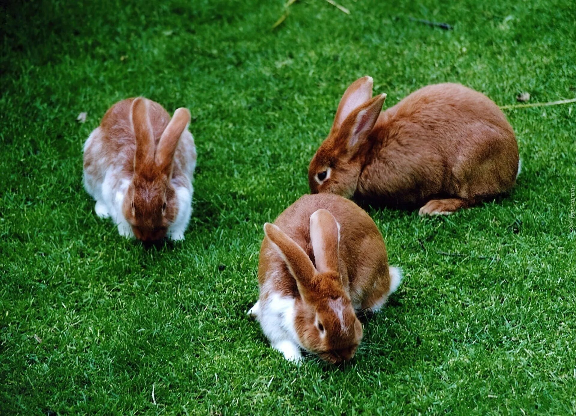 Кролики. Домашние животные кролик. Кролик домашний. Кролик сверху. Кролики метки