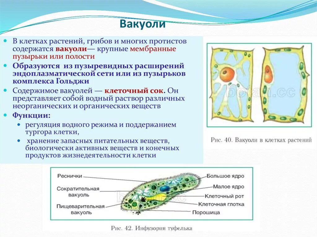 Наследственная информация растительной клетки. Строение и функции вакуолей растительных клеток. Вакуоль растительной клетки строение и функции. Функции вакуоли в растительной клетке. Вакуоль растительной клетки функции 6 класс.