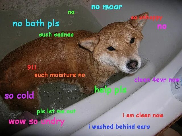 Pls no. Shiba Inu Bath meme. I like stinky. Homophobic Dog meme. Such fun