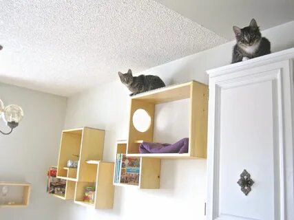 Кошачья стена