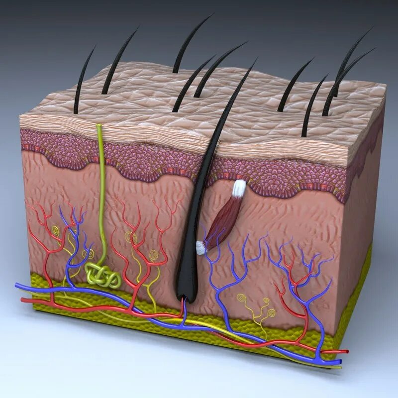 Эпидермис. Кожа человека. Слои кожи с волосом. Эпидермис кожи.