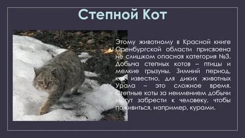 Степной кот оренбургской