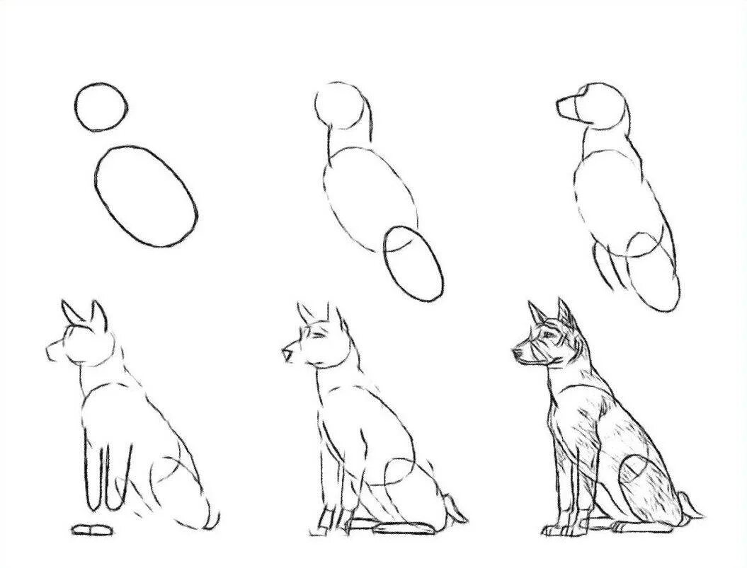 Поэтапное рисование собаки. Собака рисунок карандашом. Схема рисования собаки. Лёгкие рисунки.