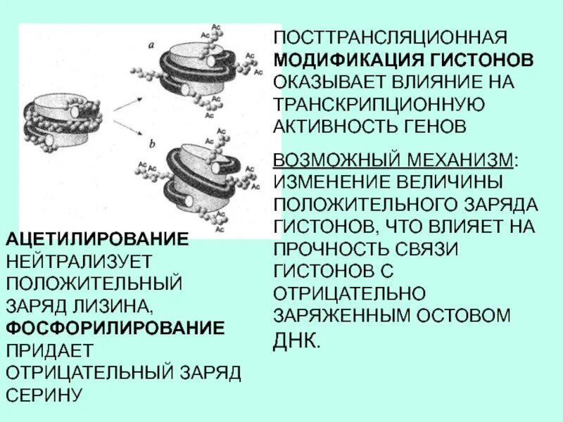 Предположите какая из представленных последовательностей принадлежит гистону. Посттрансляционная модификация гистонов. Механизм гистонов. Модификация гистонов презентация. Ацетилирование гистонов презентация.