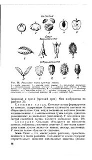 Плоды какая ткань