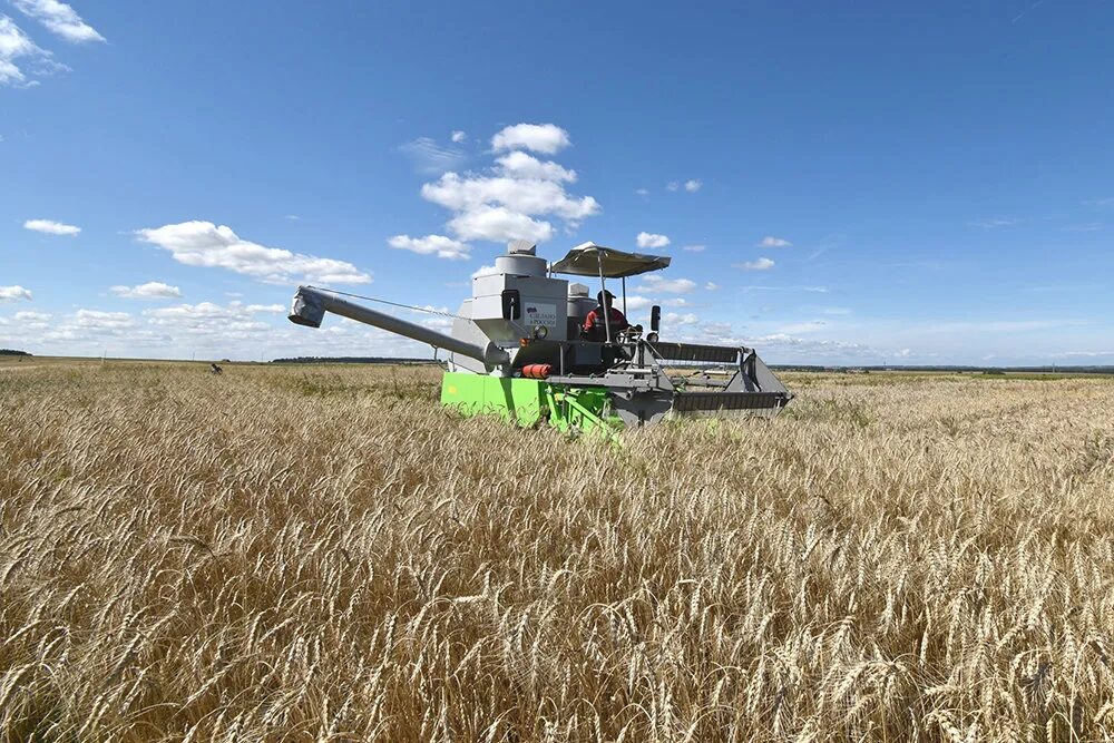 животноводство в чувашии. животноводство чувашии. чувашия скотоводство. растениеводство чувашской республики. сельское хозяйство чувашей.