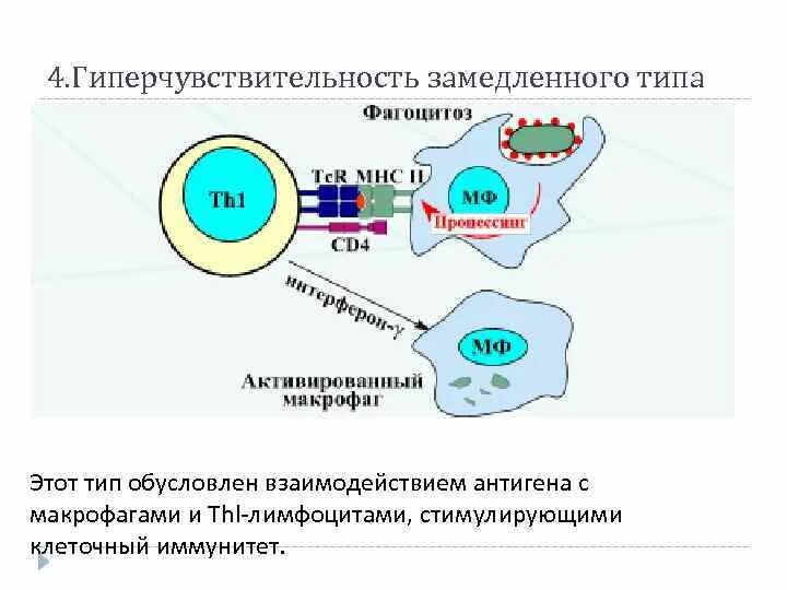 Реакция немедленного и замедленного типа. Реакция гиперчувствительности замедленного типа. типы гиперчувствительности замедленного типа. иммуноглобулины гиперчувствительности замедленного типа. гиперчувствительность замедленного типа клетки мишени.