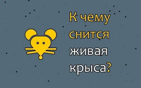 К чему снятся крысы женщине незамужней