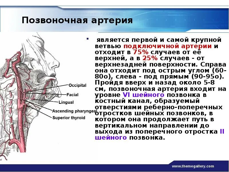 Боль в левом боку. Задания на левую и правую руку. Сопоставить картинки. Гипоплазия позвоночной артерии диаметр сосуда. Слева справа картинки.