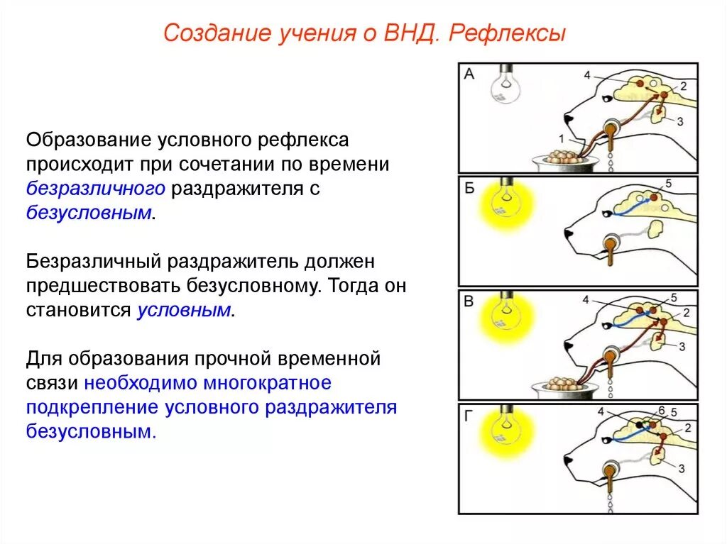 Практическая работа рефлексы. Схема образования условного рефлекса Уотсон. Выработка условного рефлекса схема. Выработка условного рефлекса Павлова. Какие процессы происходят при выработке условного рефлекса?.