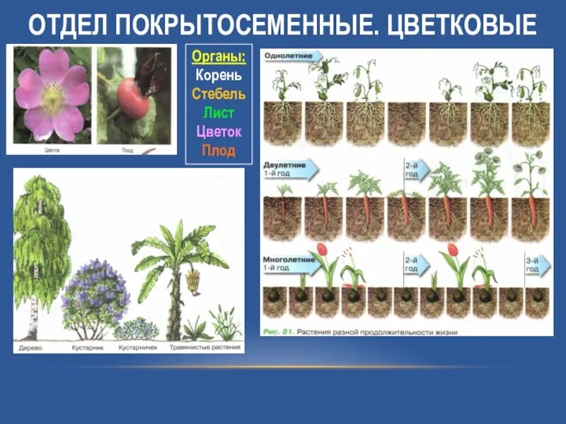 3 признака покрытосеменных. Отдел покрытосеменных (цветковых)растений. Отдел цветковые растения. Отдел Покрытосеменные растения. Цветковые растения отделы растений.