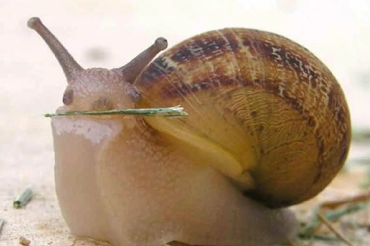 Брюхоногие моллюски (улитки). Gastropoda брюхоногие моллюски. Брюхоногая улитка. Брюхоногие моллюски Виноградная улитка.