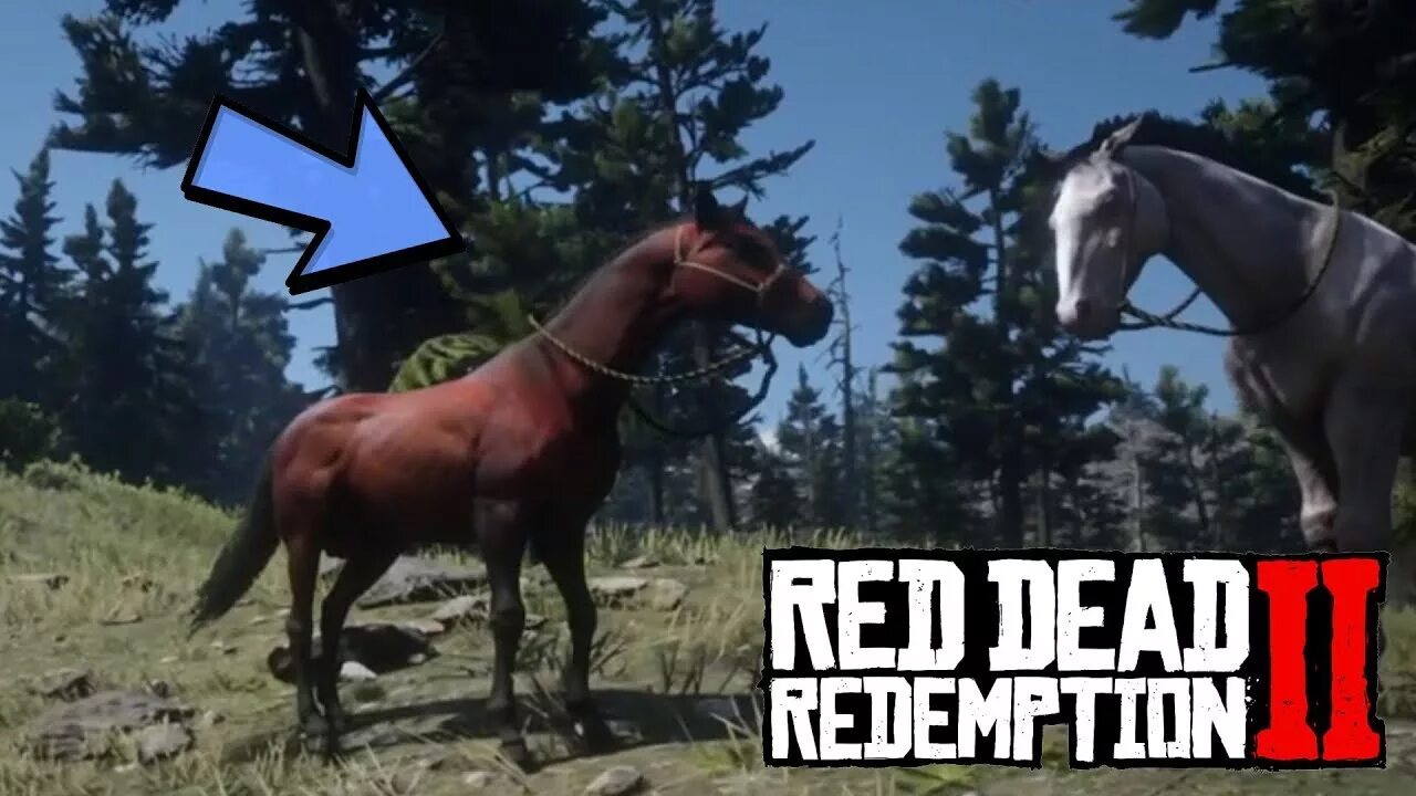 Red Dead Redemption 2 арабская лошадь. Арабский скакун ред дед редемпшн 2. Красная арабская лошадь в rdr 2. Red Dead Redemption 2 Андалузская лошадь. Рдр 2 где найти арабскую лошадь