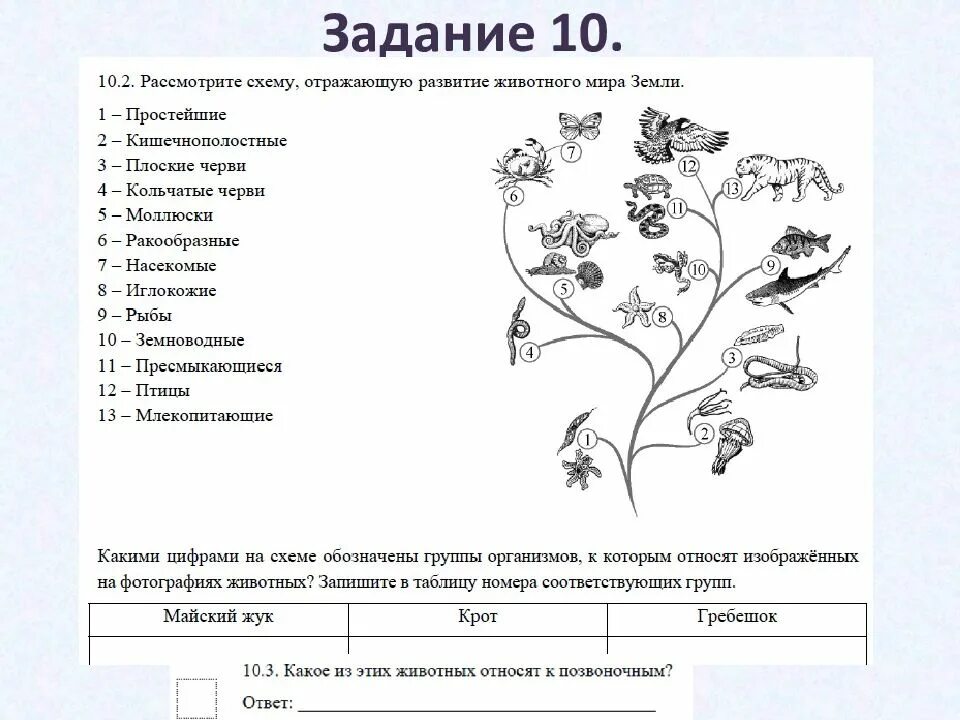 Проверочная работа по биологии по теме птицы