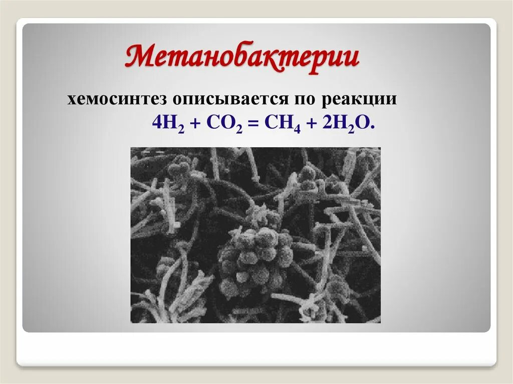 К хемосинтезирующим бактериям относят. Водородные бактерии хемосинтез. Метанобактерии. Хемосинтезирующие микроорганизмы. Бактериями-хемосинтетиками.