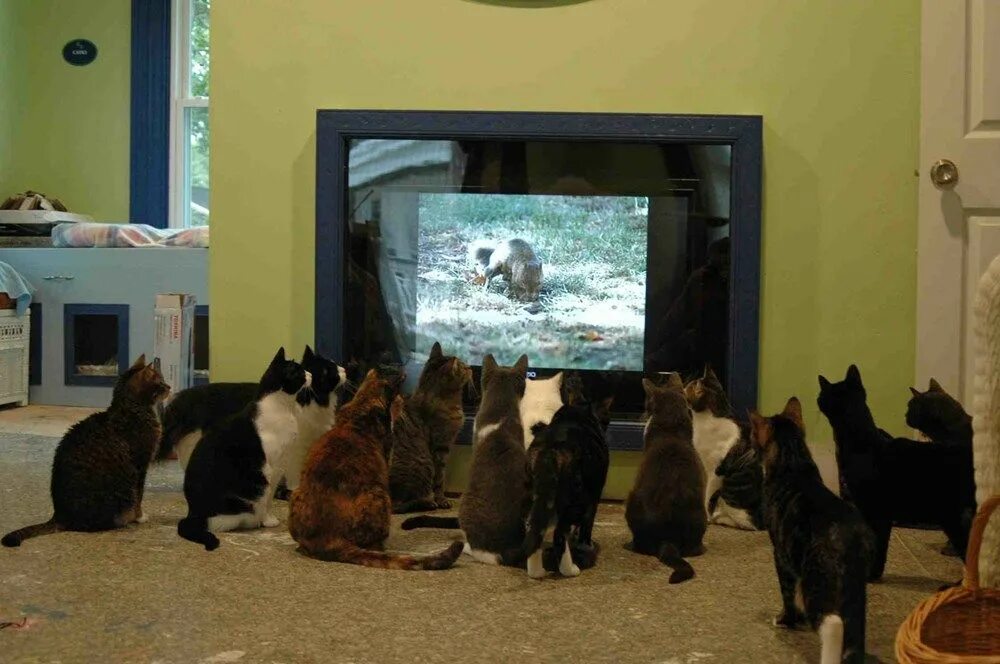 Сат виден. Кот на телевизоре. Много кошек. Котик и телевизор. Коты перед телевизором.