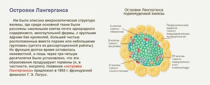 Инсулин гормон клеток островков лангерганса. Гормон Альфа-клеток островков Лангерганса поджелудочной железы. Бета-клетках островков Лангерганса поджелудочной железы.. Альфа клетки островков Лангерганса вырабатывают. Альфа клетки островков Лангерганса функция.