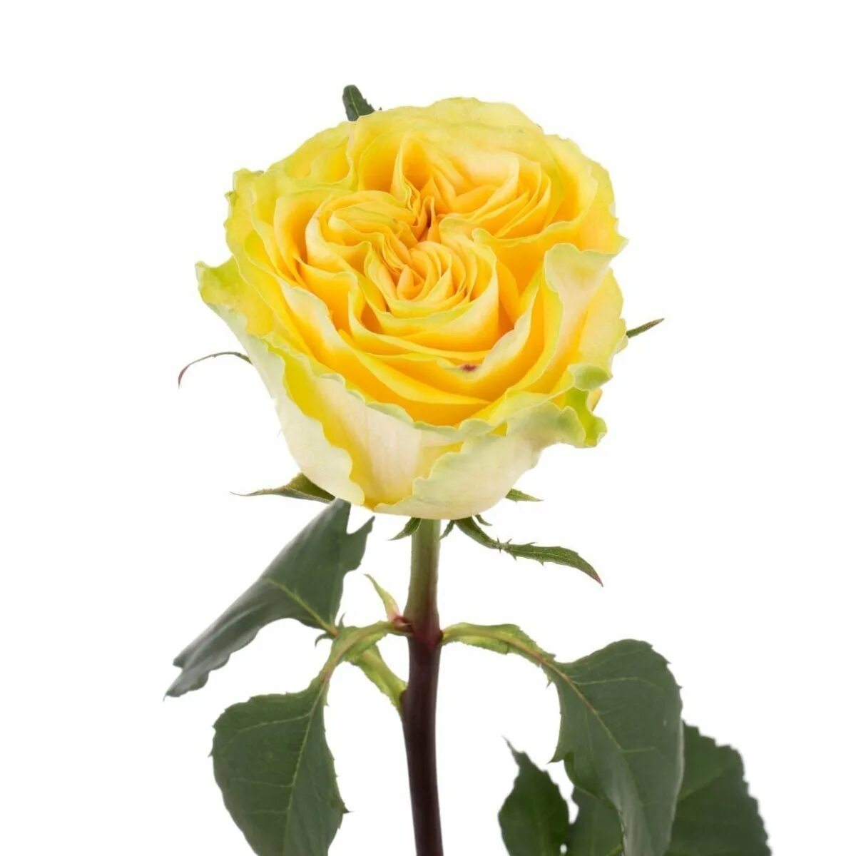 Country rose. Роза кантри спирит луиза. Country rose. Роза флорибунда кантри герл. Клематис крупнолепестный кантри роуз.