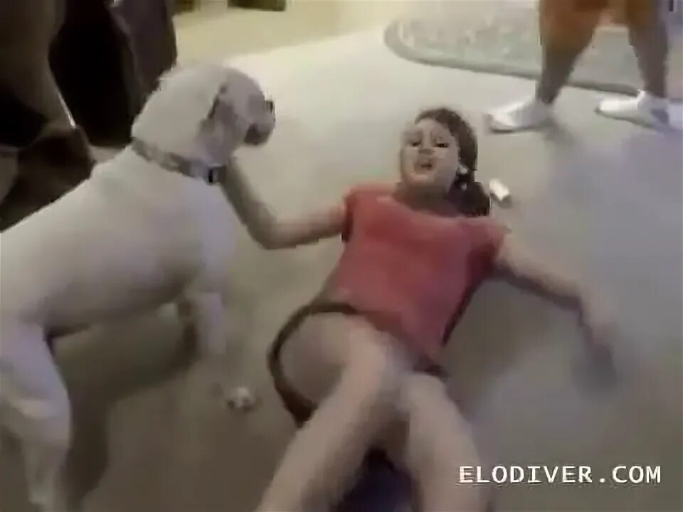 Dog vs girl.