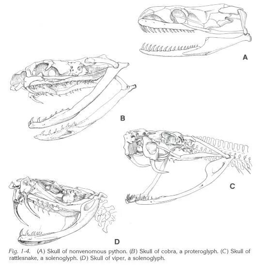 Строение питона. Строение челюсти питона. Строение челюсти змеи.