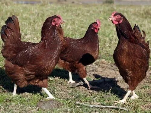 Red chickens
