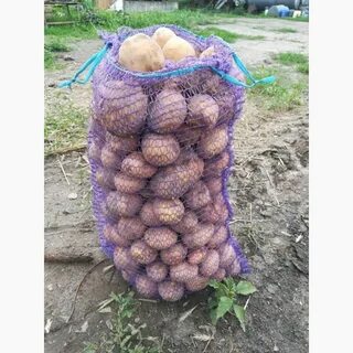 Картофель ривьера фото и описание