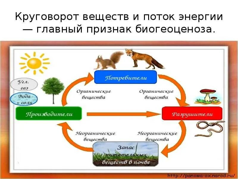 Какие типы организмов играют основную роль. Рисунок биологический круговорот в природе. Понятие круговорот веществ кратко. Модель круговорота веществ в природе 3 класс окружающий мир. Цепочка биологического круговорота веществ в природе.