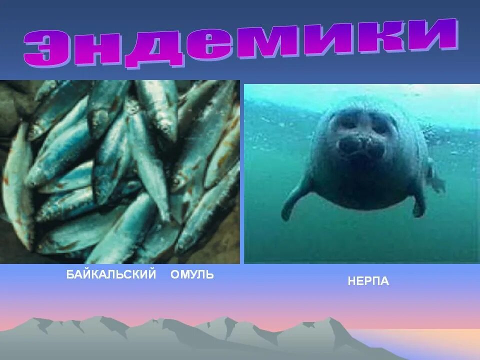 Байкальские эндемики. Животные эндемики Байкала. Рыбы эндемики. Эндемики Байкала презентация.