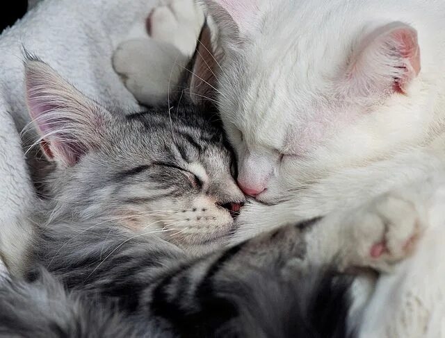Кошки любовь. Кошка нежится. Котик в кровати. Кошки нежность. Люблю нежиться.